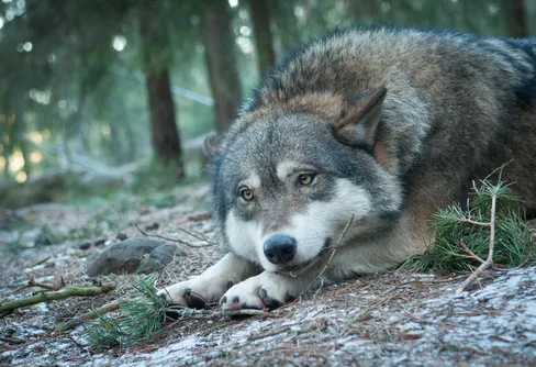 Rapportera rovdjursobservationer