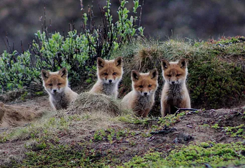 Djuren i fjällvärlden