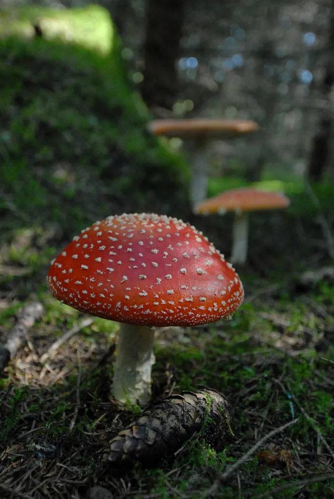 Klicka för att förstora