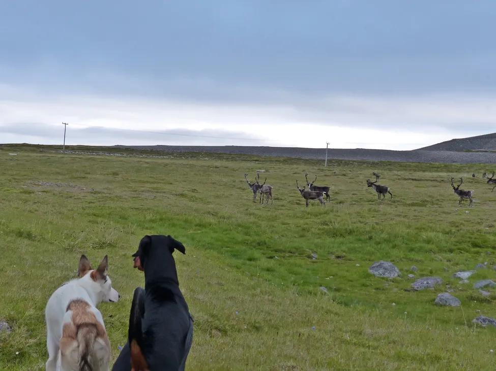 Klicka för att förstora