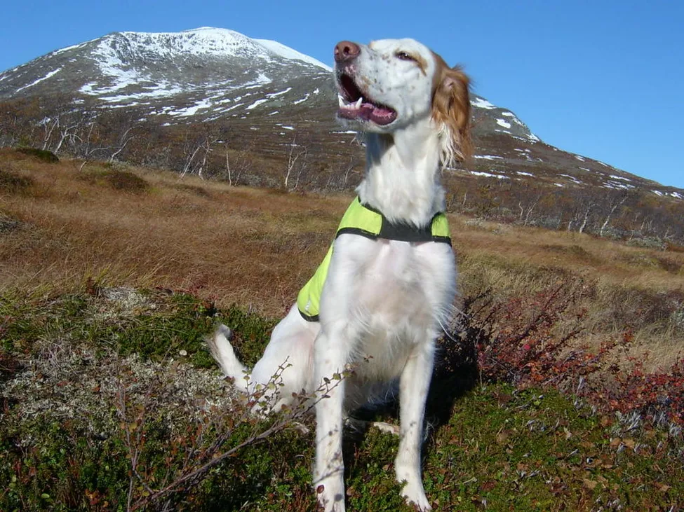 Klicka för att förstora