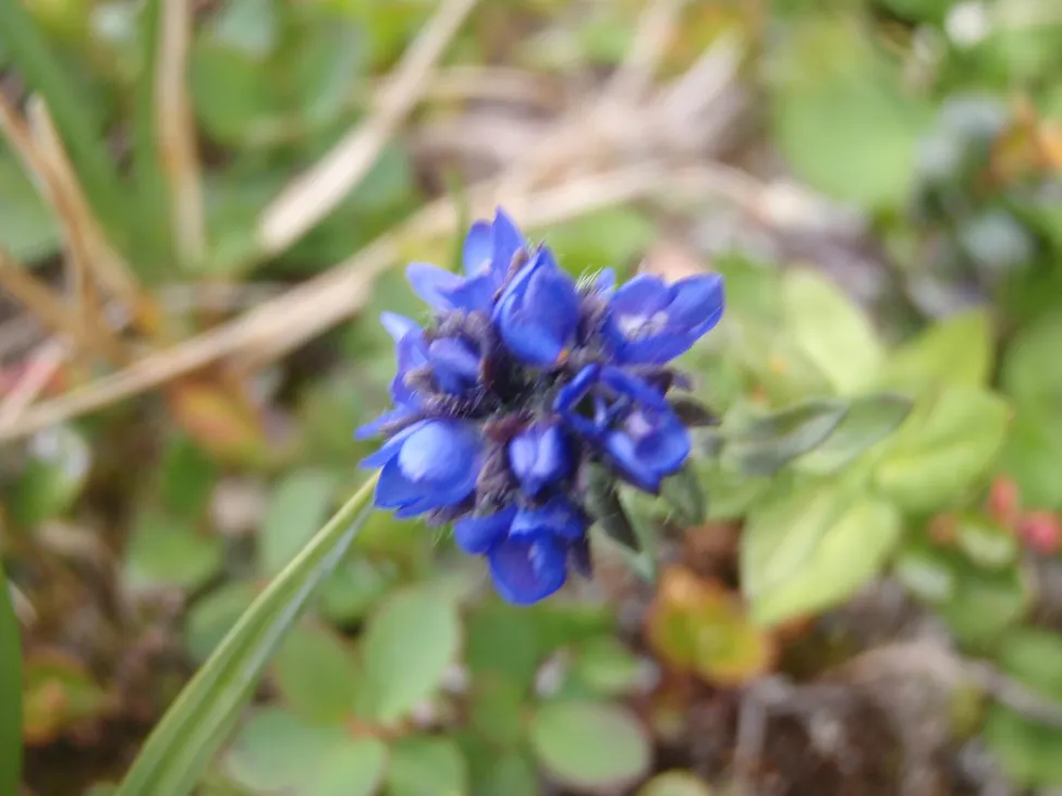 Klicka för att förstora