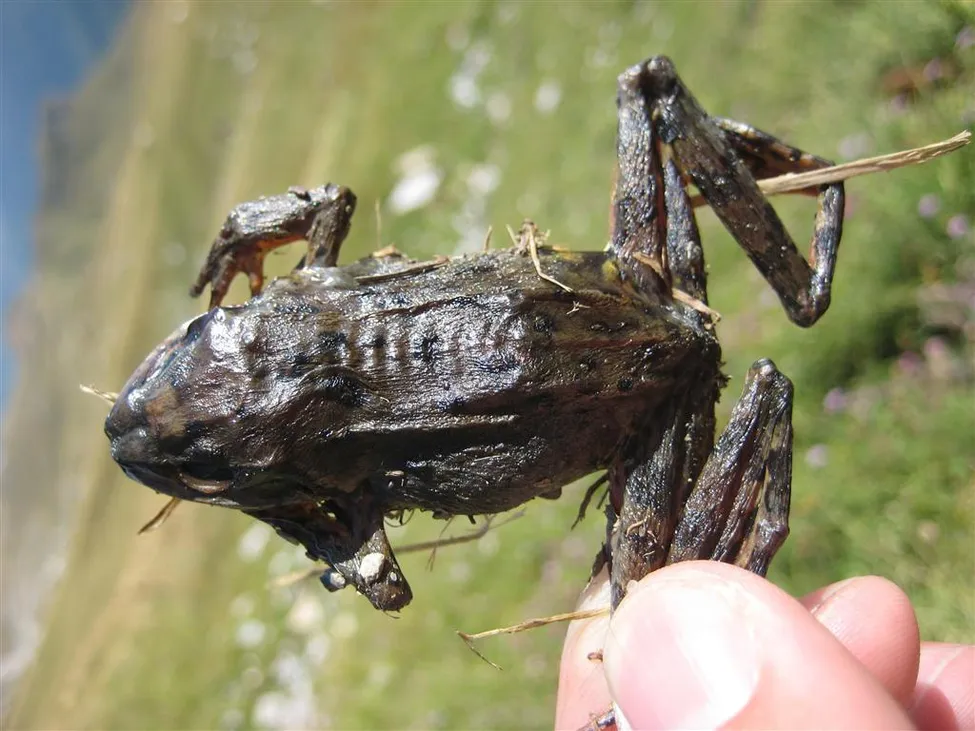 Klicka för att förstora