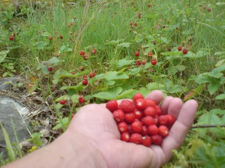 Klicka för att förstora