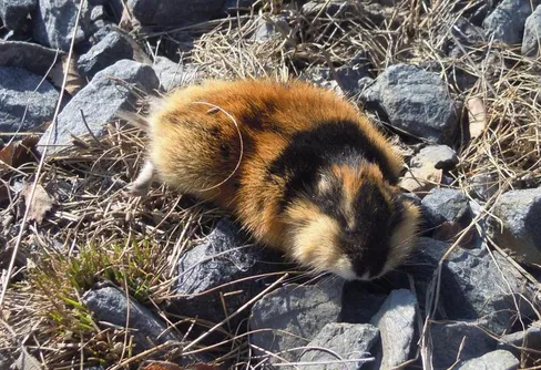 Klimatkrock och lämmelår