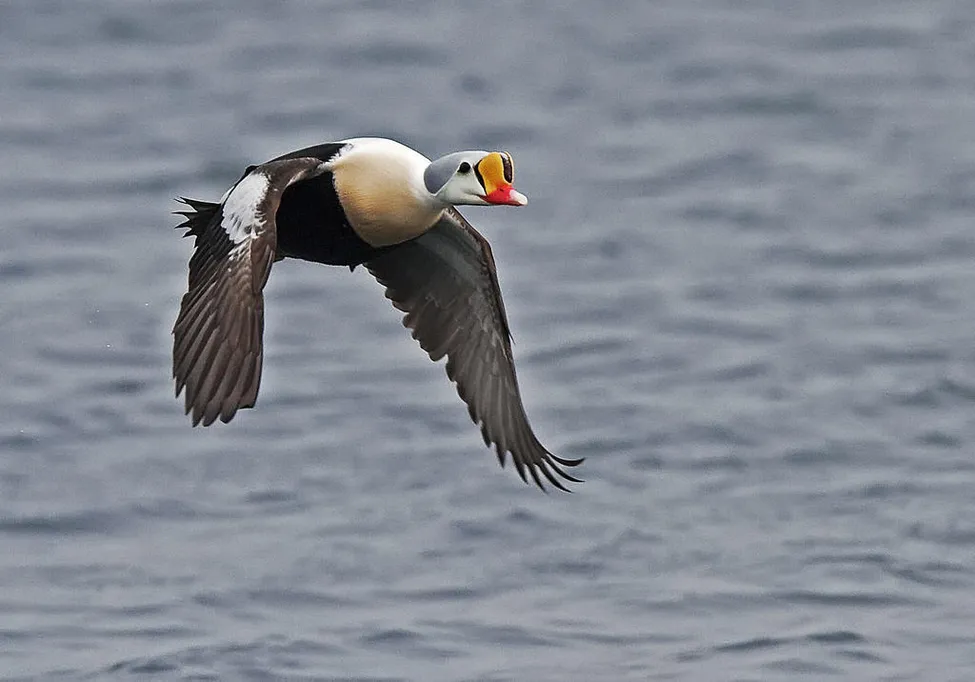 Klicka för att förstora