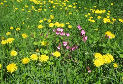 Fira nationaldagen i naturen!