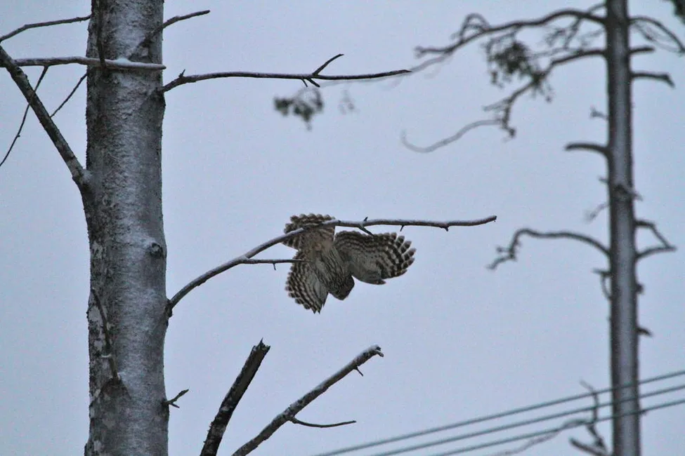 Klicka för att förstora