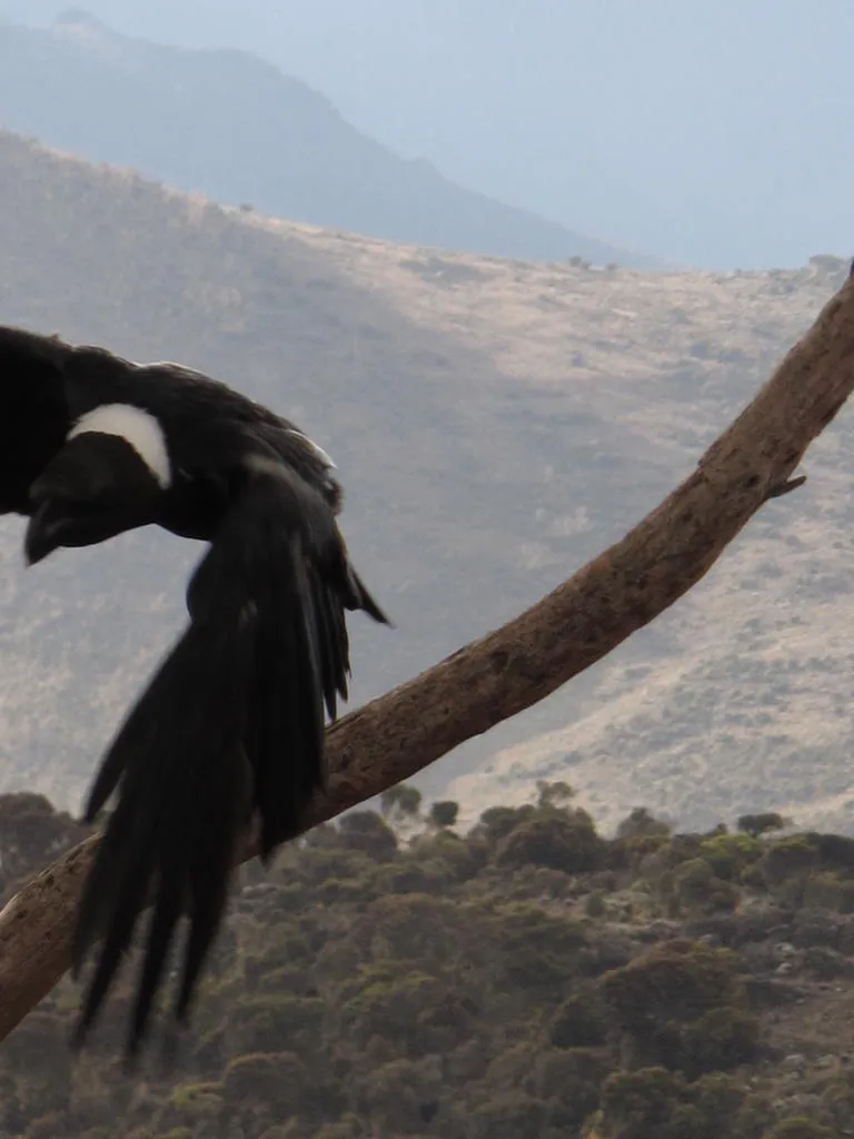 Klicka för att förstora