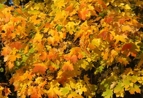 Behöver du höstpeppas?