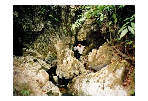 Djungellycka funnen i en lian...