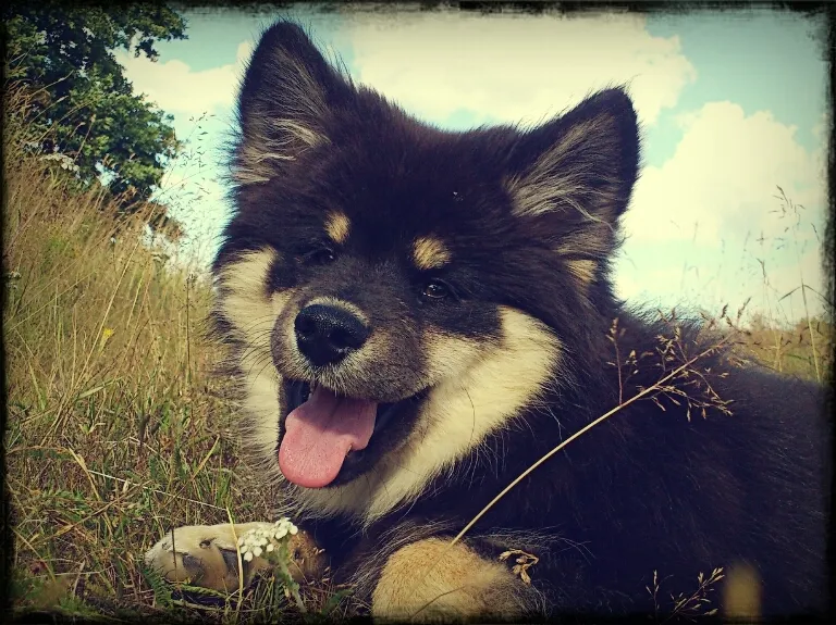 Klicka för att förstora