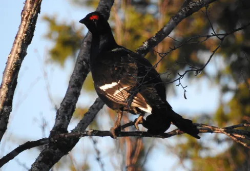Vårförfall – när snön inte bär längre