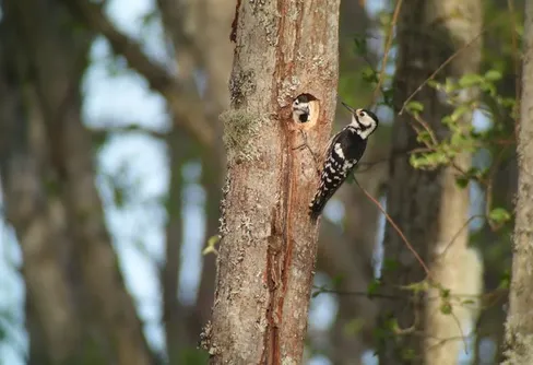 Uppsving för hotad vitryggig hackspett