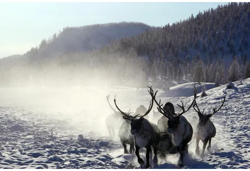 Sibirien - att resa med 25 renar i 50 minusgrader