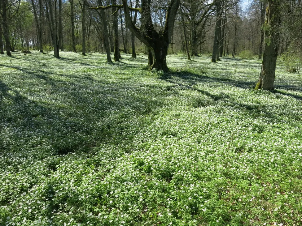 Klicka för att förstora