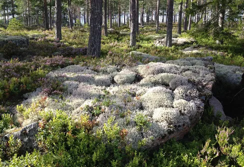 Pengar till projekt för att öka kunskapen om allemansrätten