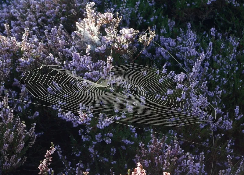 Klicka för att förstora