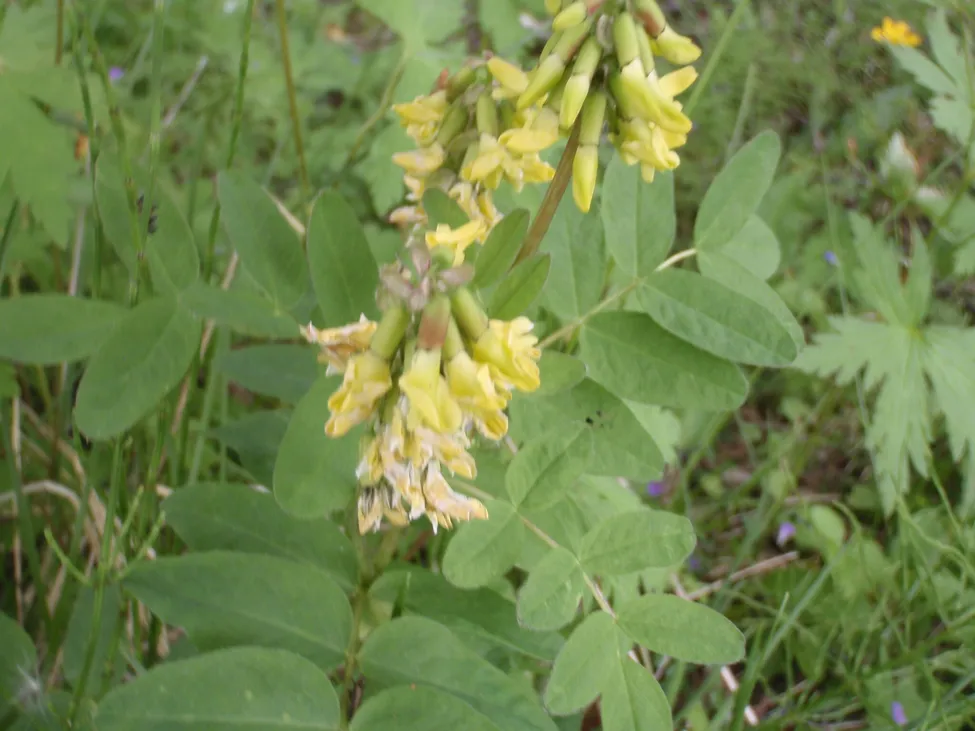 Klicka för att förstora