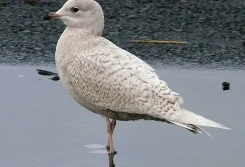 Rar blondin i Helsingborgs hamn