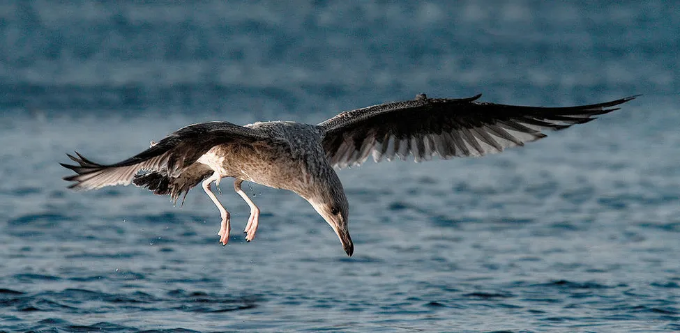 Klicka för att förstora