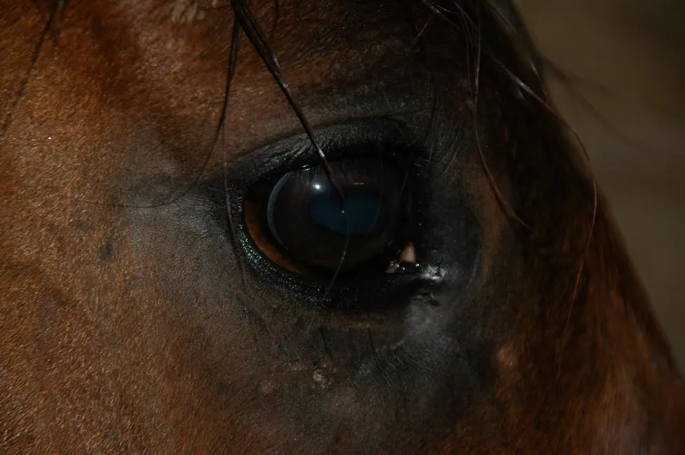 Klicka för att förstora