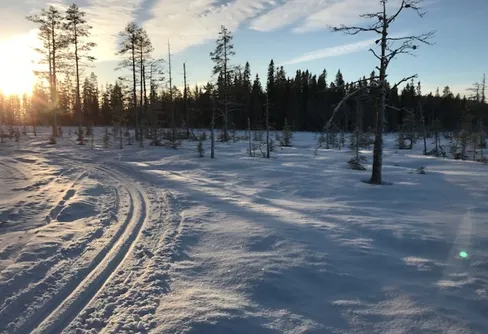 Tidig skidåkning med sparad snö