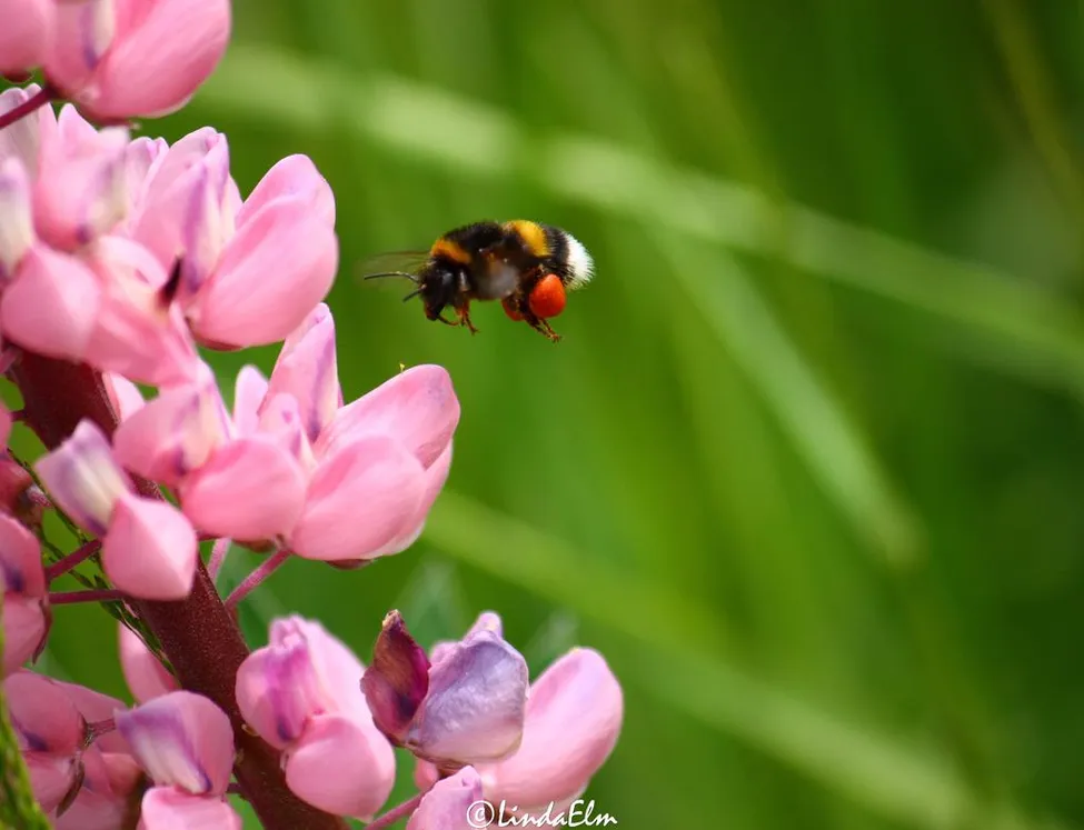 Klicka för att förstora