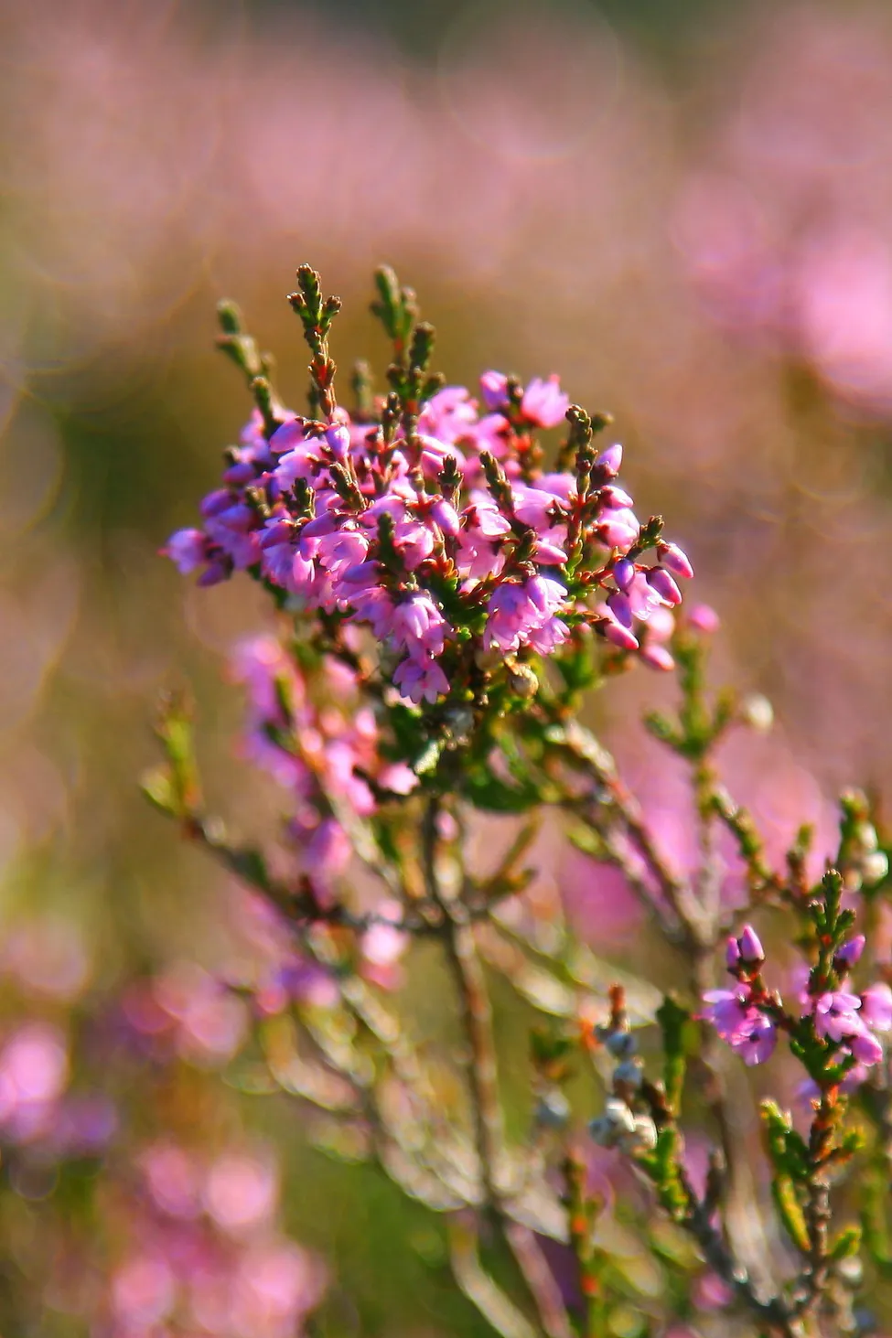 Klicka för att förstora