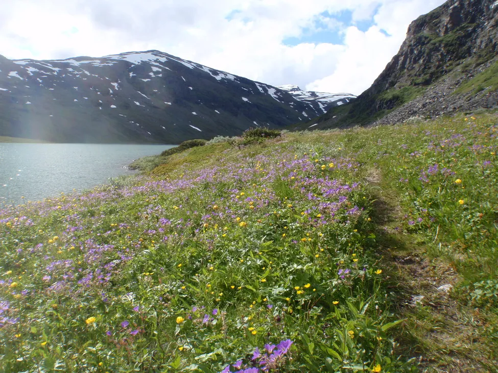 Klicka för att förstora