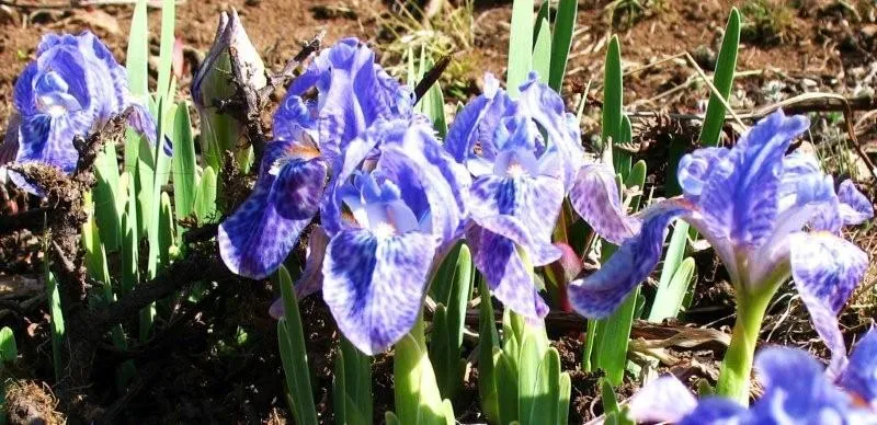 Klicka för att förstora