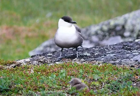 Genom Padjelanta och Sarek 2011, dag 6 - 8