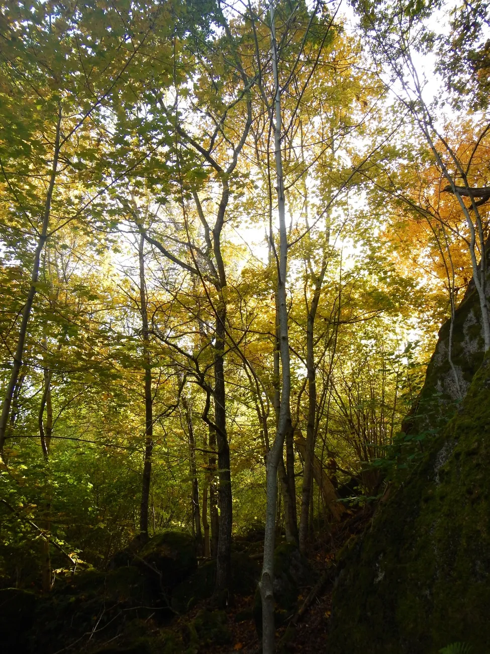 Klicka för att förstora