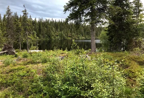 Lokala naturvårdens dagar firas i helgen