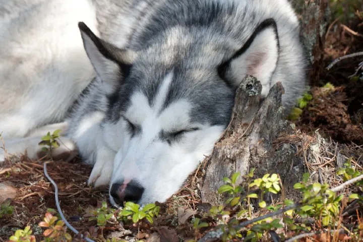 Klicka för att förstora