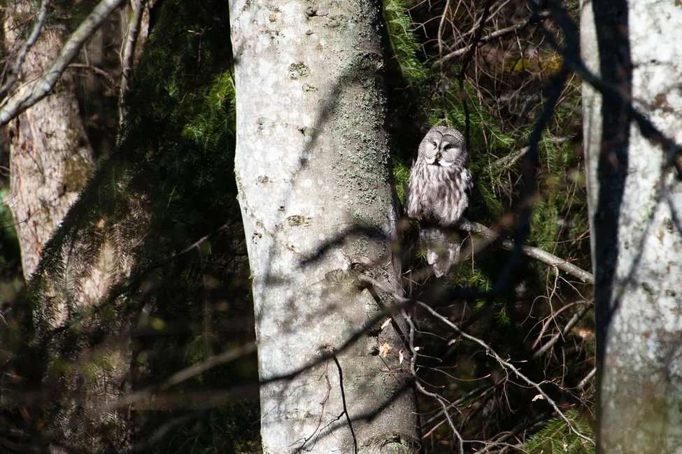 Klicka för att förstora