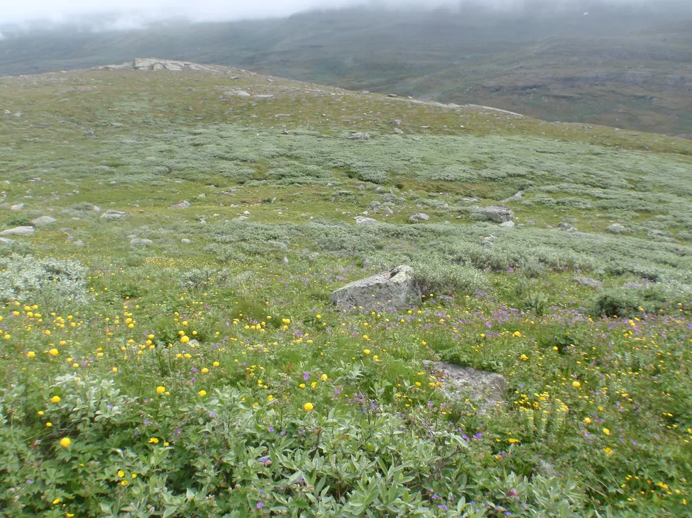Klicka för att förstora