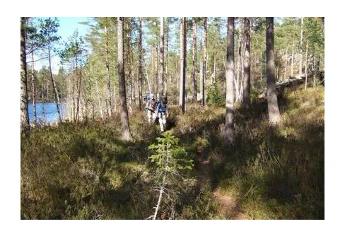 Vandring genom skogen