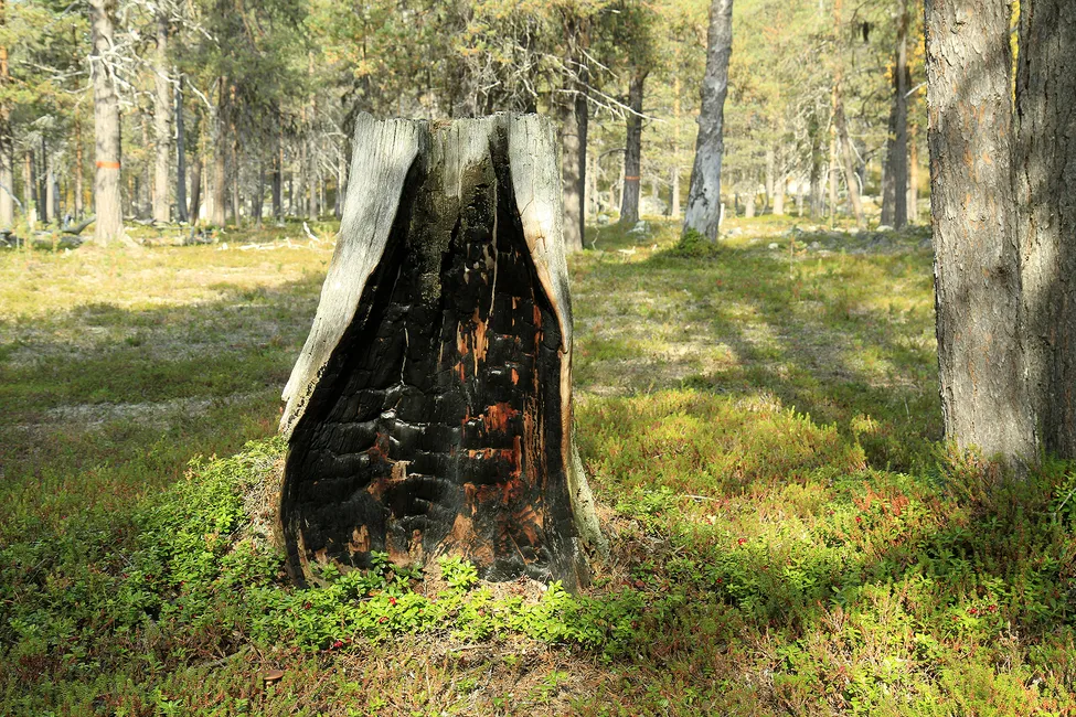 Klicka för att förstora