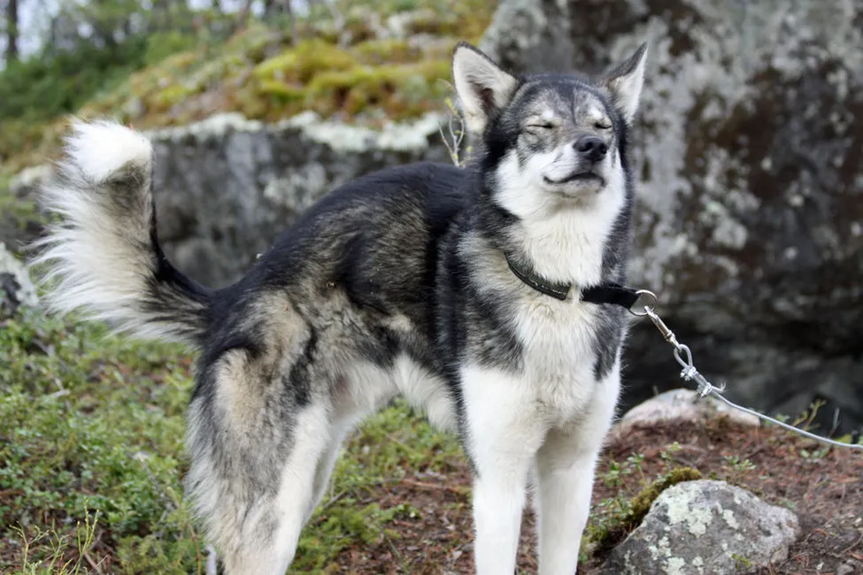 Klicka för att förstora