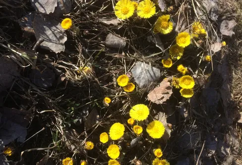 Promenaden – friluftsliv eller inte?