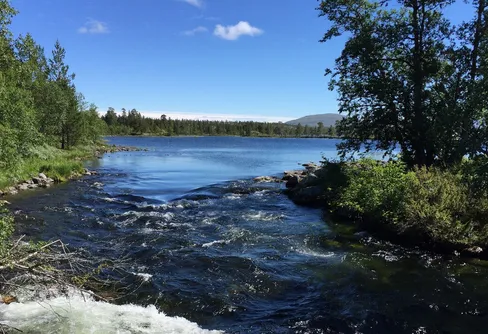 Vandra fjällnära - hyllning till den fjällnära skogen