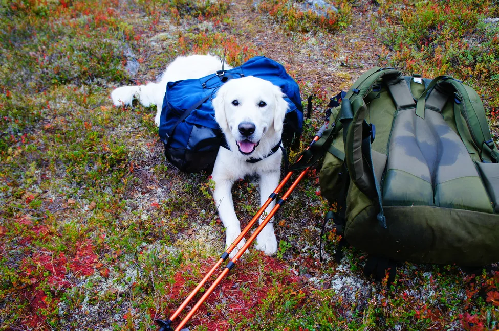 Klicka för att förstora