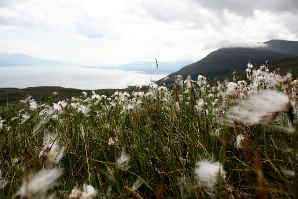 Klicka för att förstora