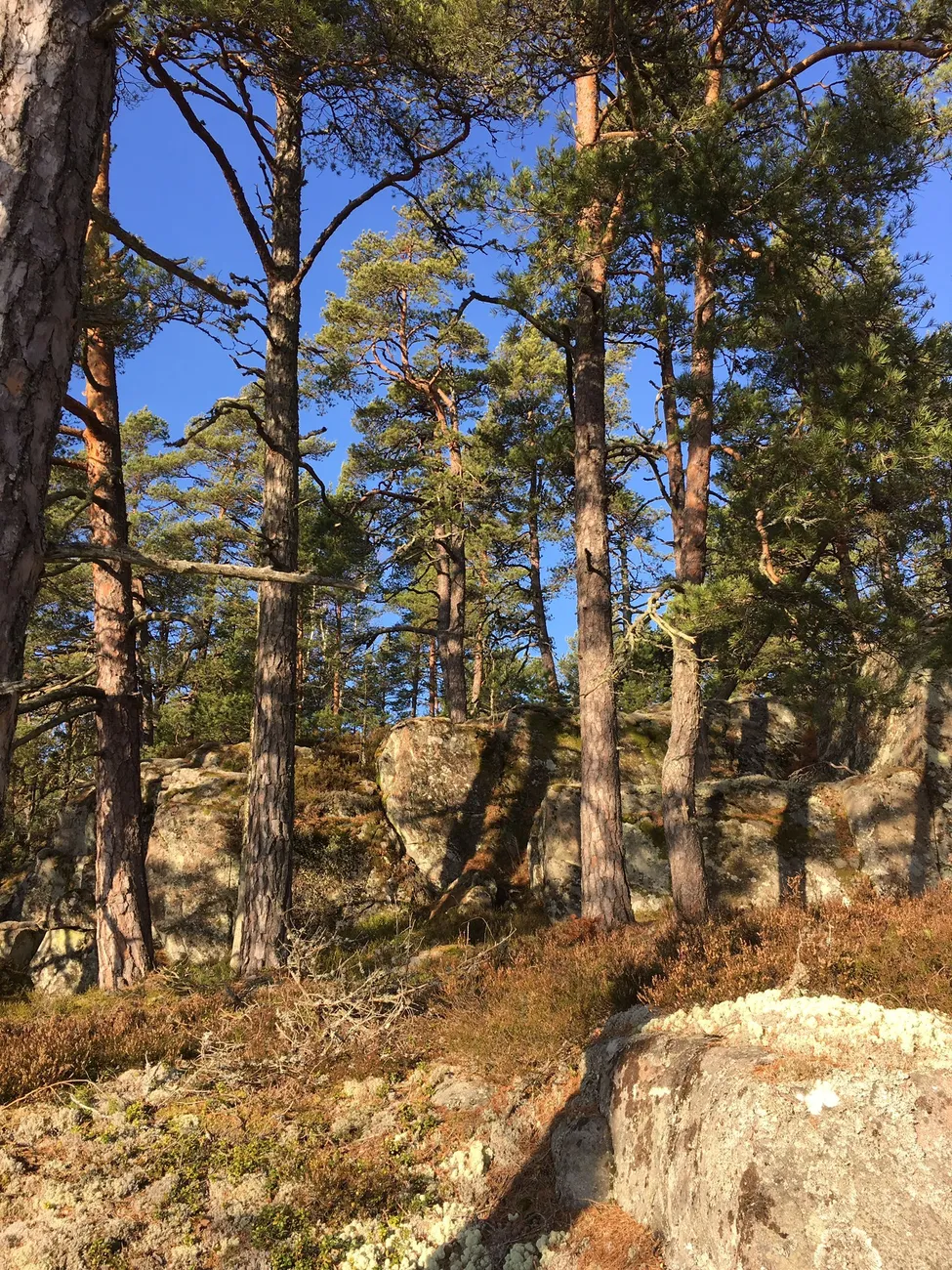 Klicka för att förstora