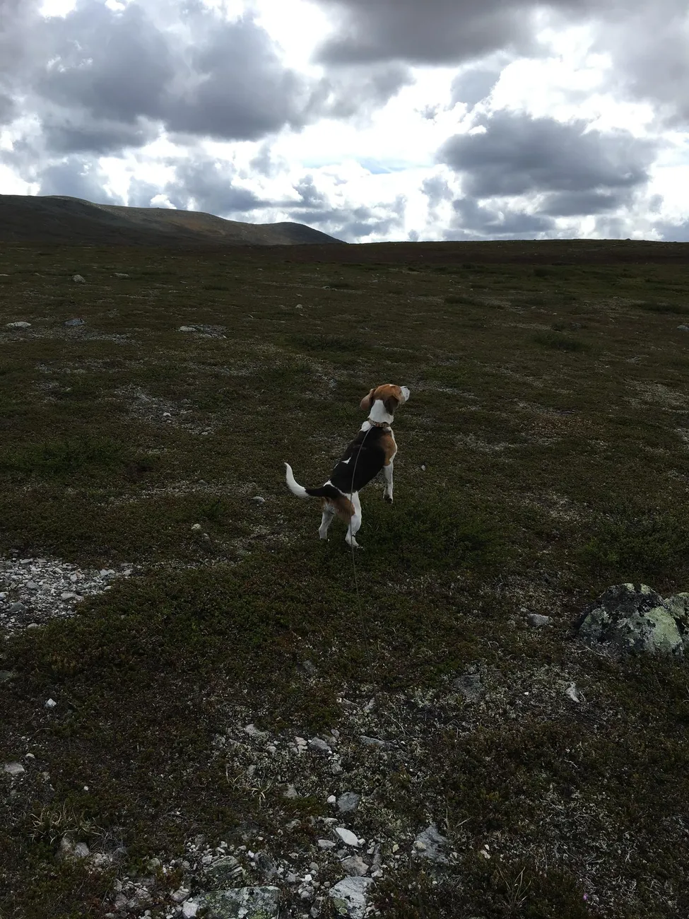 Klicka för att förstora