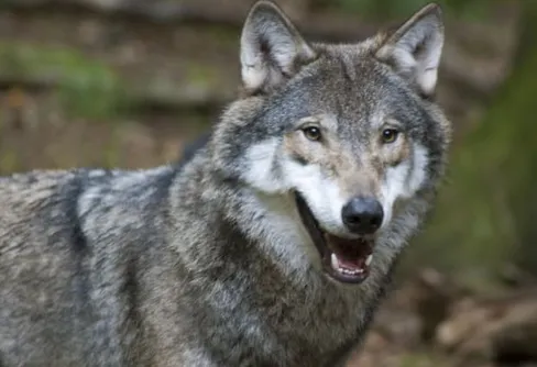 Vinterns varginventering startar - vill du hjälpa till?