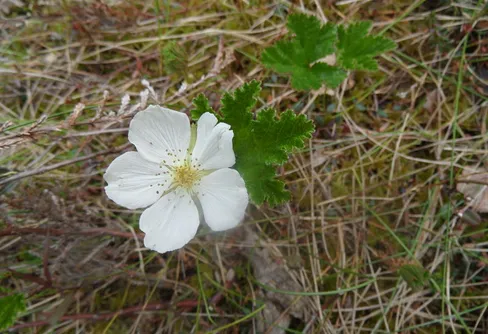 Örebro läns tak - Djupdalshöjden