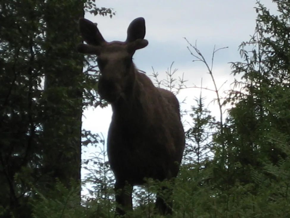 Klicka för att förstora