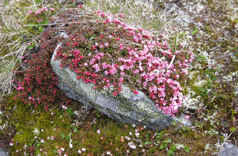 Klicka för att förstora